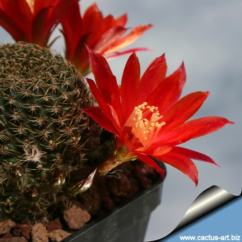 Rebutia heliosa var. condorensis