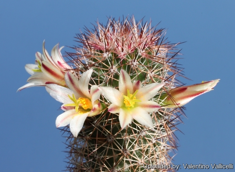 Mammillaria dioica (also called the strawberry cactus, California