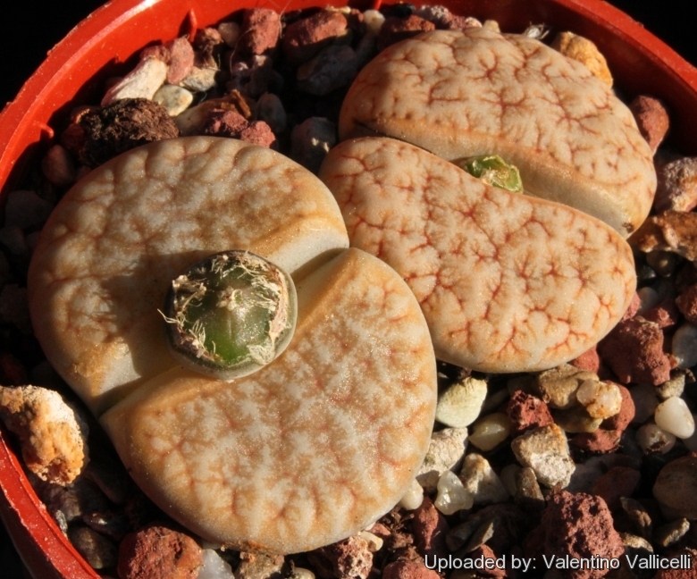 Lithops gracilidelineata cv. Café au Lait