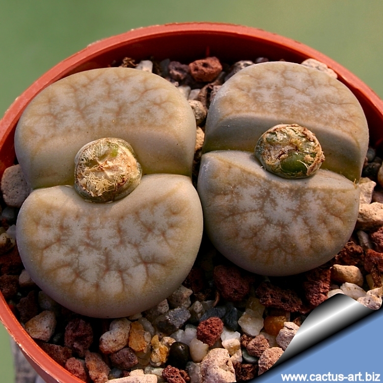 Lithops gracilidelineata cv. Café au Lait