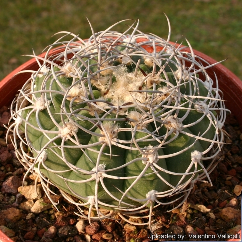 Gymnocalycium castellanosii