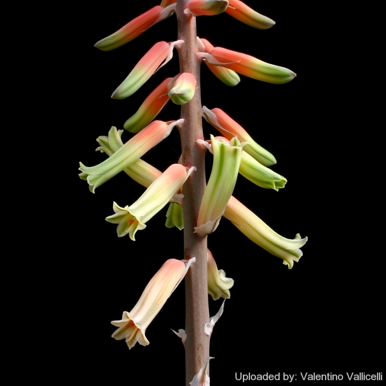 Gasteria cv. Green Ice