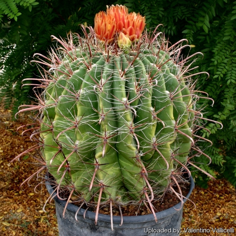 Ferocactus wislizenii (Fishhook Barrel Cactus)