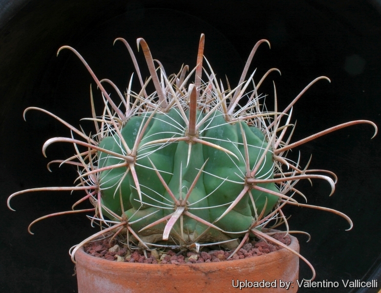 Image of Ferocactus herrerae (Cactaceae) - whole plant - unspecified