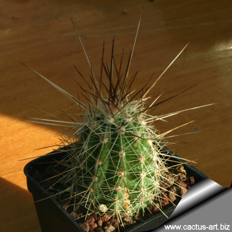 Echinocereus stramineus 25 Seeds - Straw Colored Hedgehog Cactus –  thegardenofset