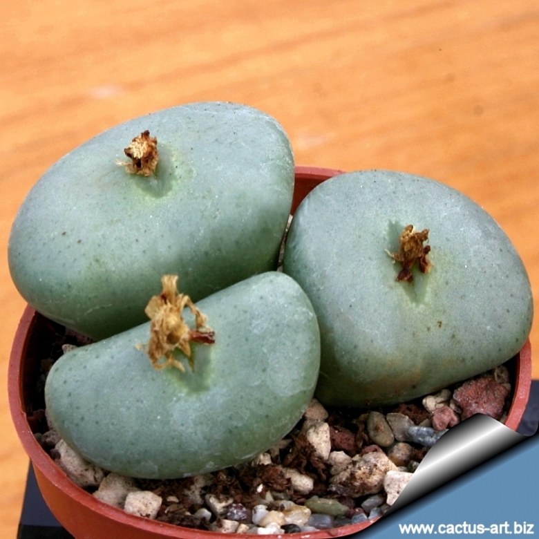 Conophytum wettsteinii