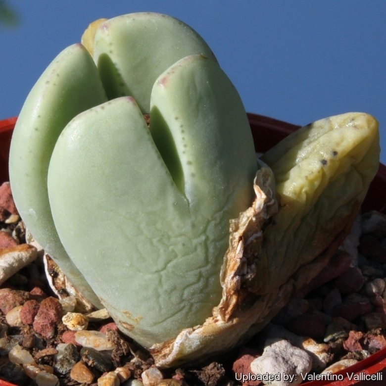 Conophytum elishae