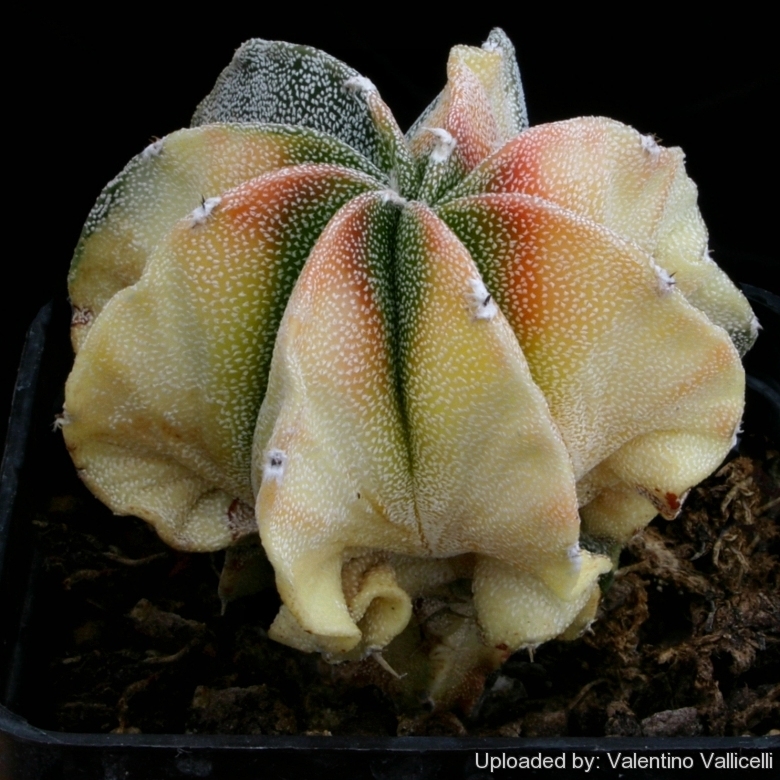 Astrophytum myriostigma cv. Variegata