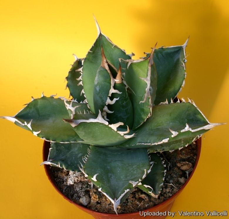 Agave titanota FO-076 Sierra Mixteca, Oaxaca, Mexico.