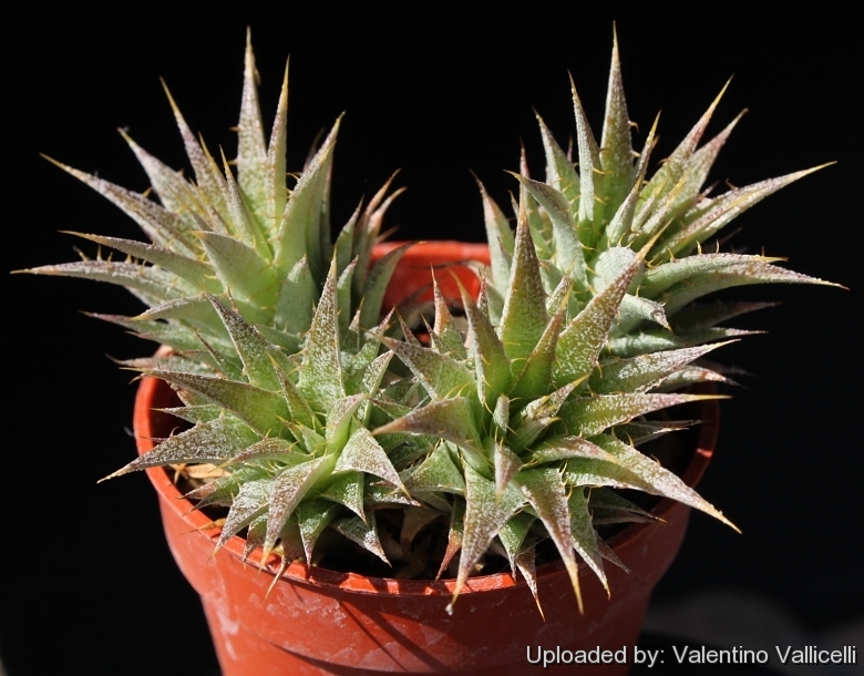 Deuterocohnia brevifolia subs. chlorantha