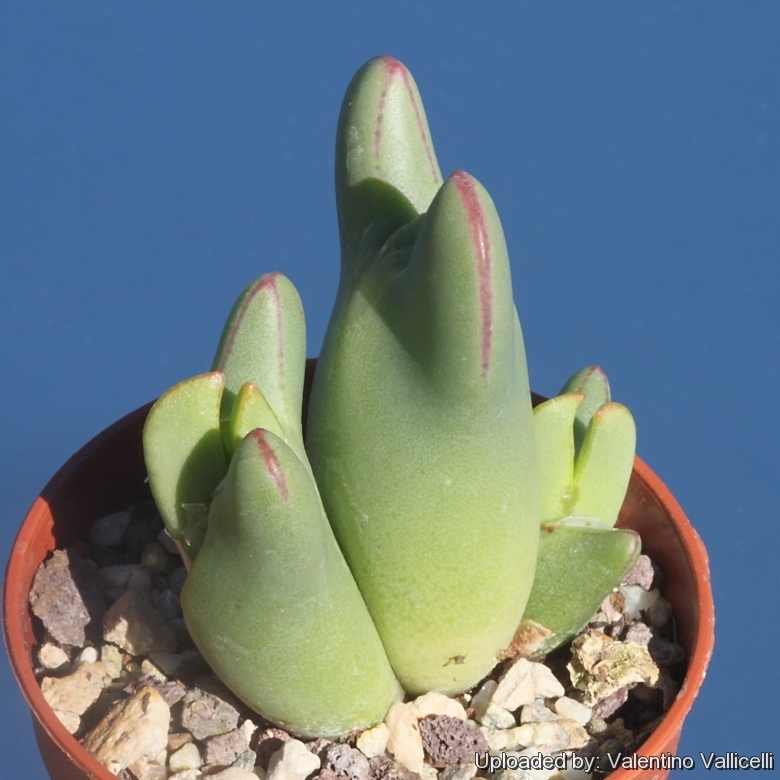 Conophytum conradii