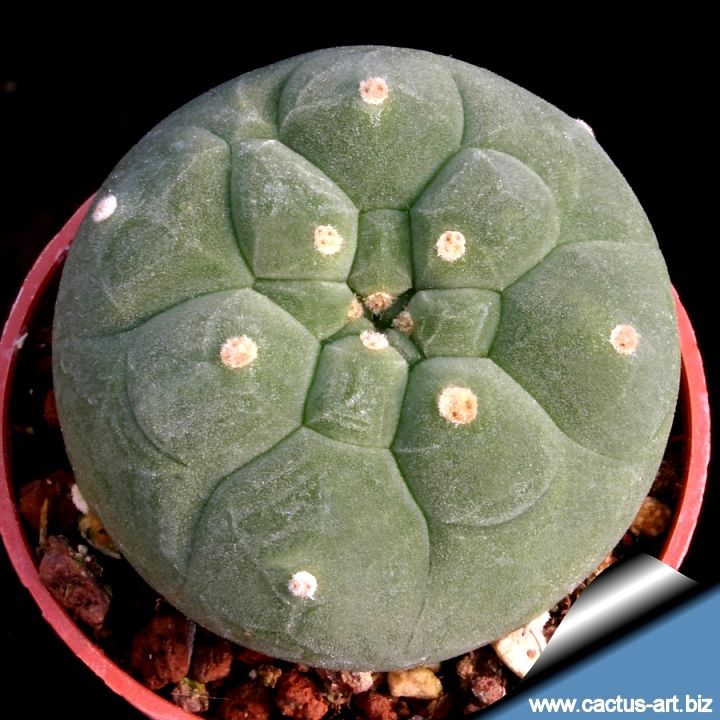 Submatucana madisoniorum