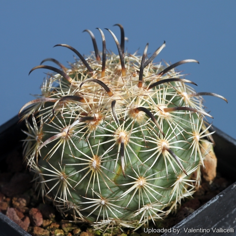 3c60 Coryphantha kracikii Diamante, Dur. pot 5,5 cm