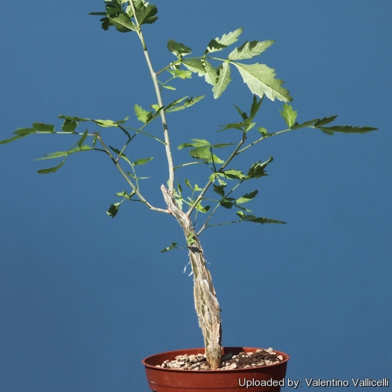 Bursera 2024 fagaroides