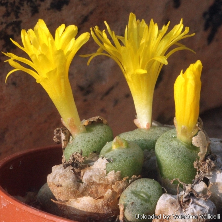 Conophytum novicium