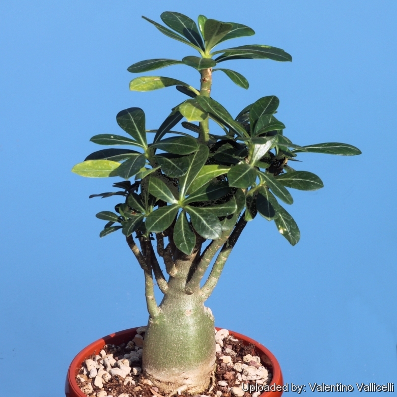 Desert Rose (Adenium obesum 'Carnation') in the Adeniums Database