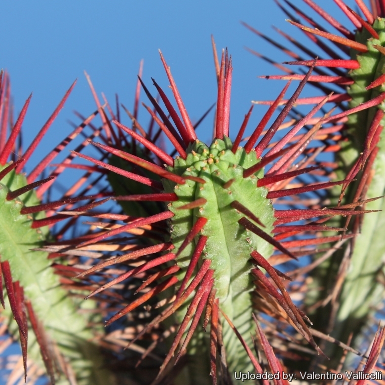 Euphorbia enopla Boiss.var.enopla cactus Succulent Garden beautiful Live  Plants