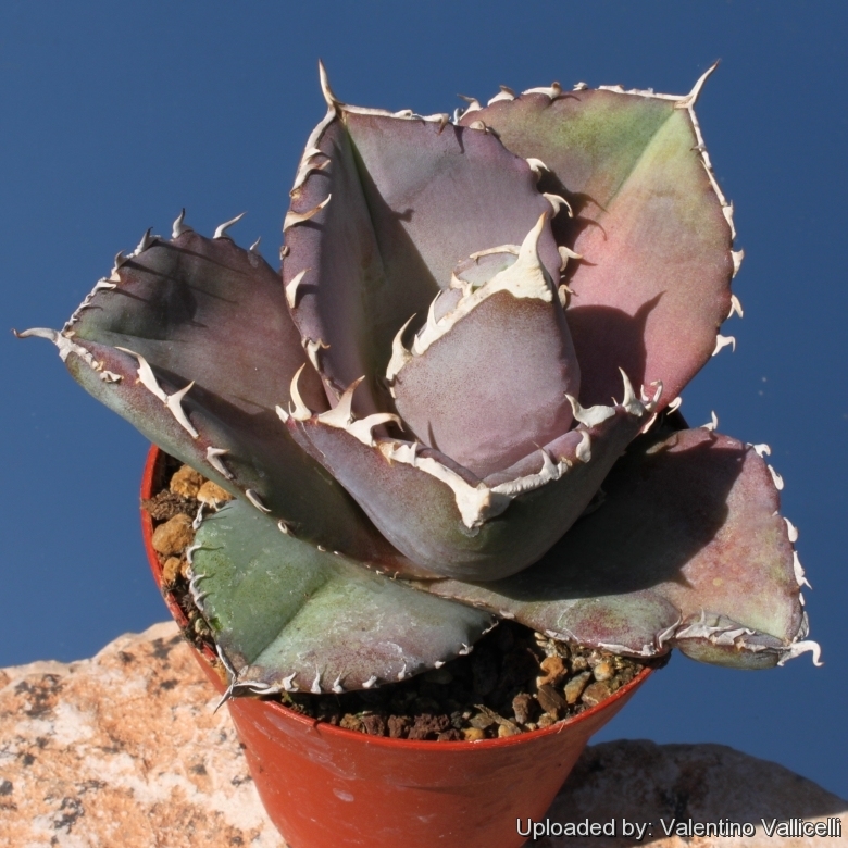 Agave titanota FO-076 Sierra Mixteca, Oaxaca, Mexico.