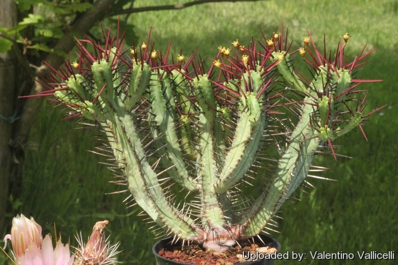 Euphorbia enopla Boiss.var.enopla cactus Succulent Garden beautiful Live  Plants