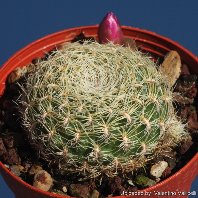 Sulcorebutia albissima