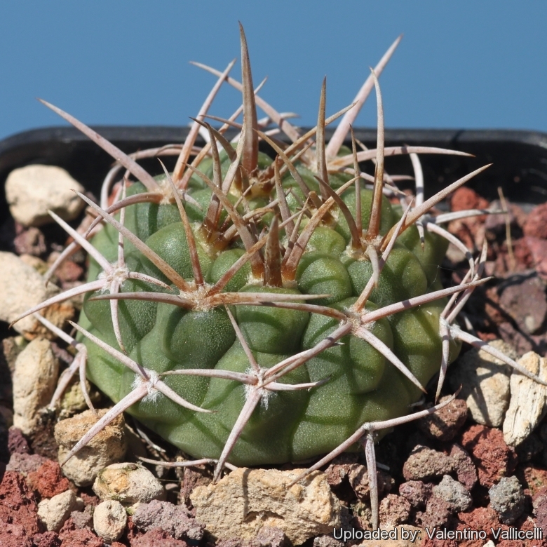 Gymnocalycium castellanosii subs. ferocius