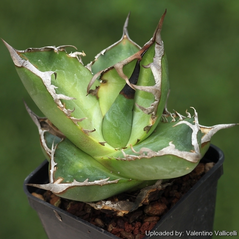 Agave titanota FO-076 Sierra Mixteca, Oaxaca, Mexico.