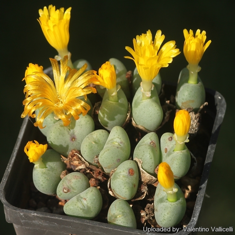 Conophytum meyeri