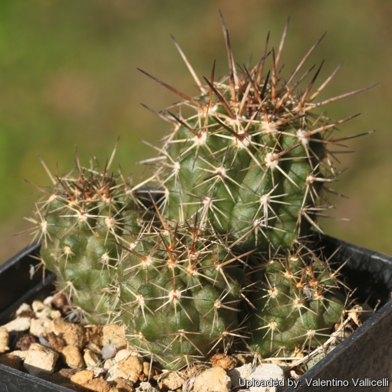 Copiapoa megarhiza var. echinata