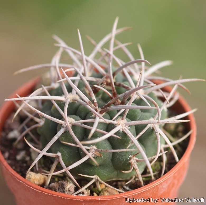 Gymnocalycium castellanosii subs. ferocius