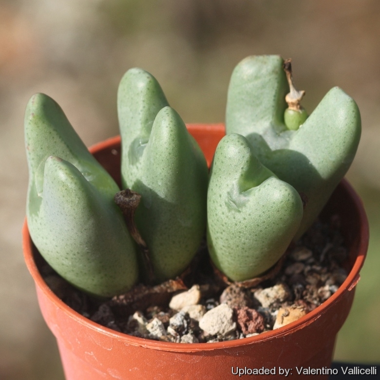 Conophytum elishae