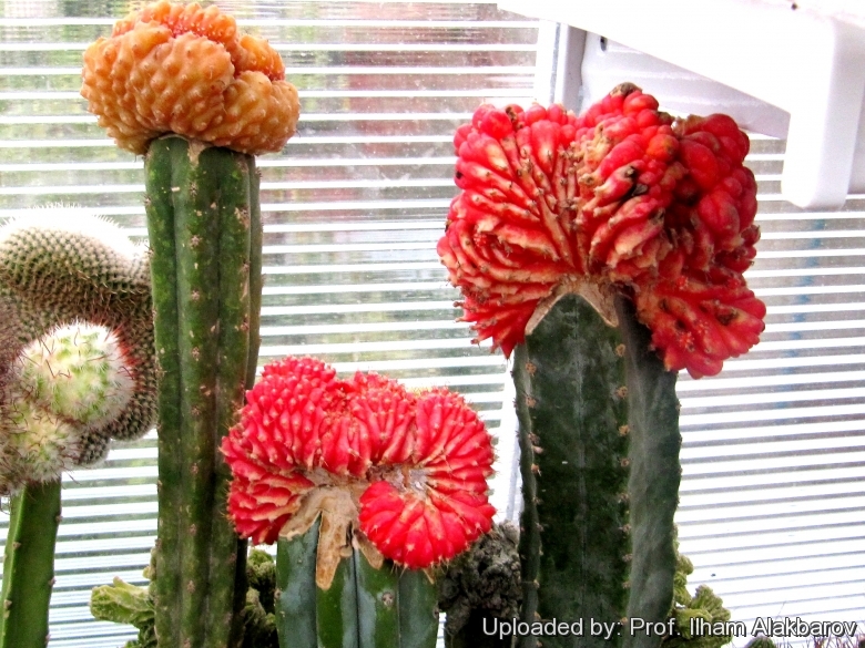 Gymnocalycium mihanovichii cristata | selemed.com.pe