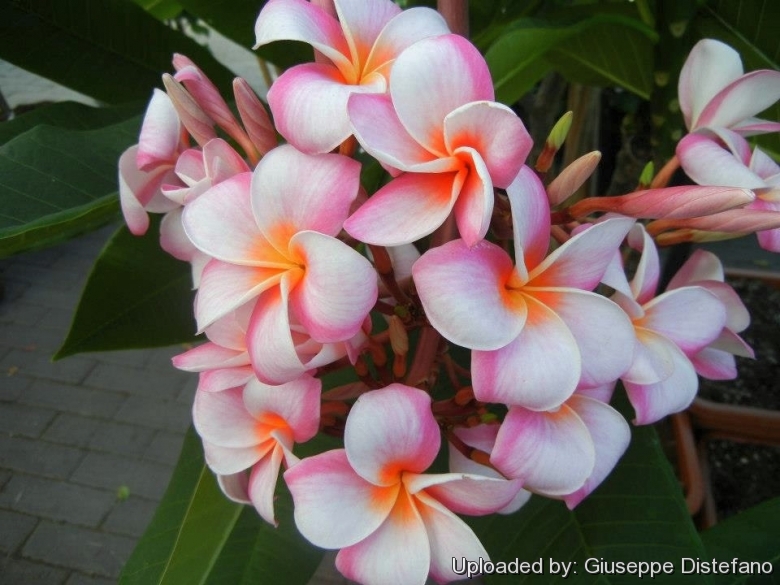 plumeria rubra acutifolia