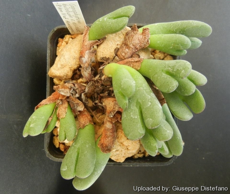 Conophytum elishae