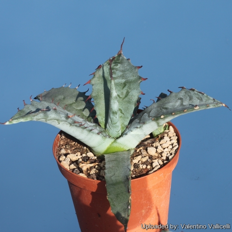 Agave salmiana var. ferox