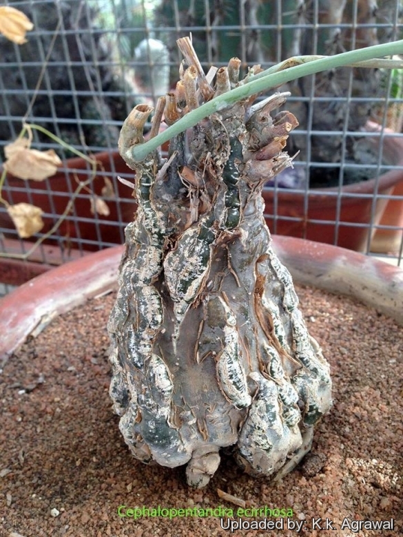 Cephalopentandra ecirrhosa sale