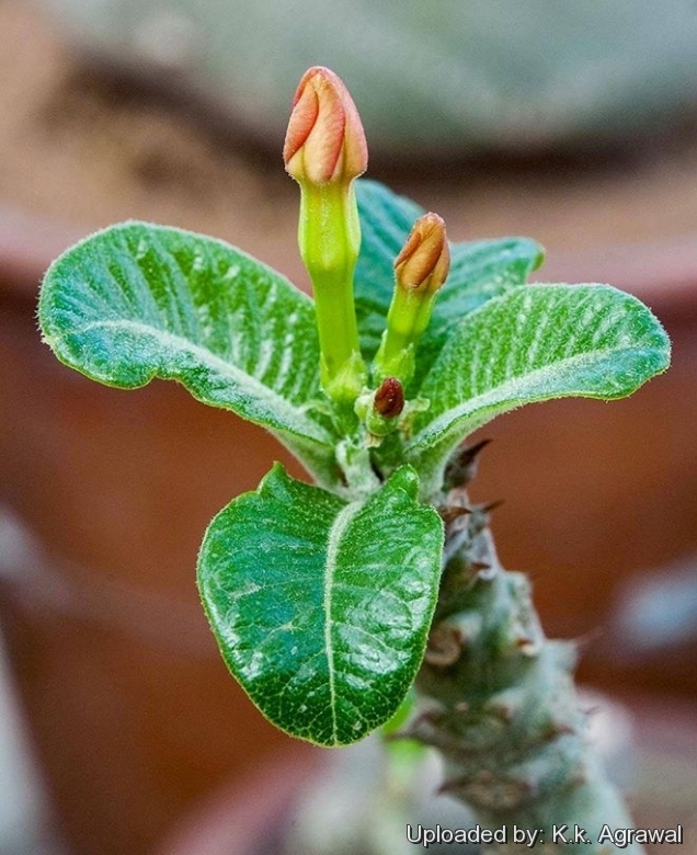 Pachypodium baronii subs. windsorii