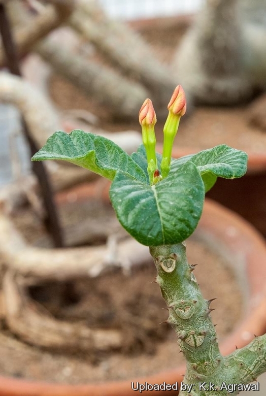 Pachypodium baronii subs. windsorii