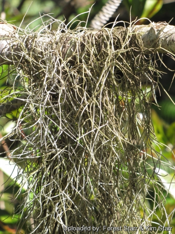 Live Spanish Moss Bromeliad Air Plant Tillandsia EASY CARE, Grandpas Beard,  Tillandsia Usneoides, Hanging Plant on a 8D of Round Wood Rope. -   Canada in 2024