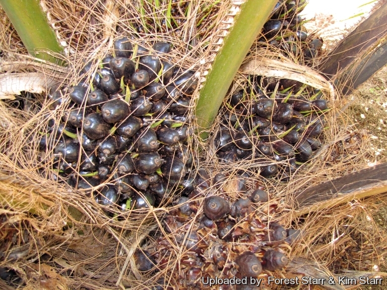  Crysalis Palm Kernel (Elaeis Guineensis) Oil - 1.01 Fl