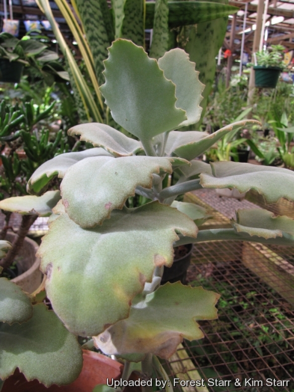 Kalanchoe Beharensis