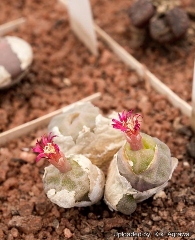 Conophytum angelicae subs. tetragonum