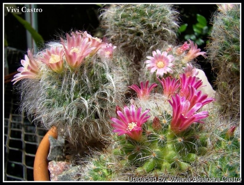 Mammillaria Benneckei, a Type of Cactus with Hook Spines There is a  Tuberous Propagation. Clump Together into a Group. Blooming Stock Photo -  Image of clump, blooming: 287036296