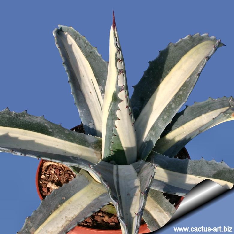 Agave americana v.expansa mediopicta pallida アガベ エクスパンサ パリーダ 美株 大株 2(アガベ)｜売買されたオークション情報、yahooの商品情報をアーカイブ公開  - オークファン アガベ