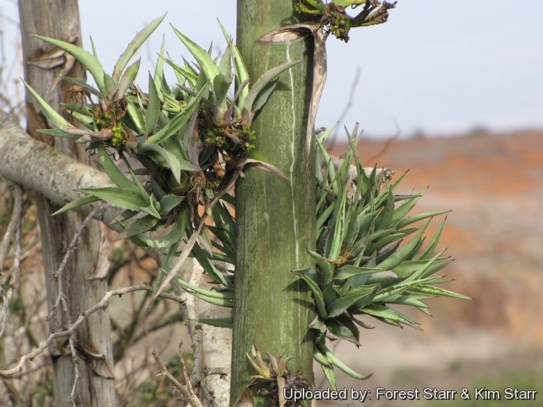 Agave sisalana (Sisal) - World of Succulents