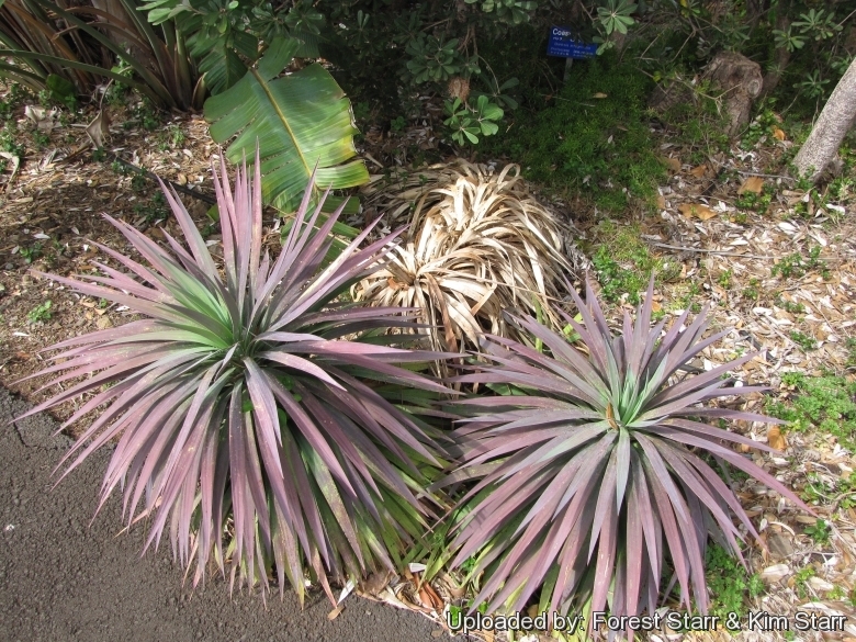 Yucca desmetiana