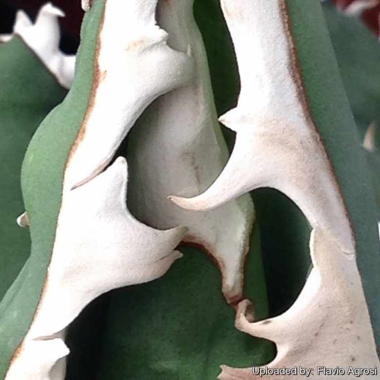 Agave titanota FO-076 Sierra Mixteca, Oaxaca, Mexico.