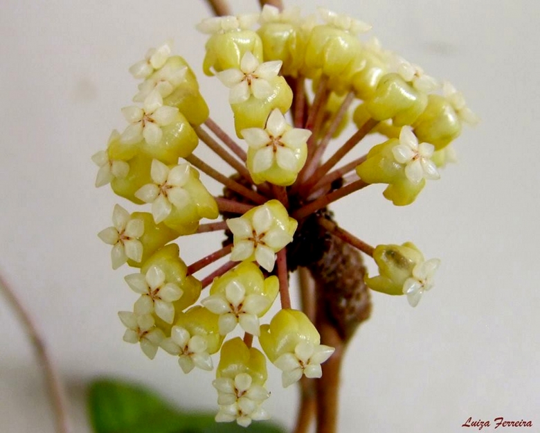 Hoya vitellinoides