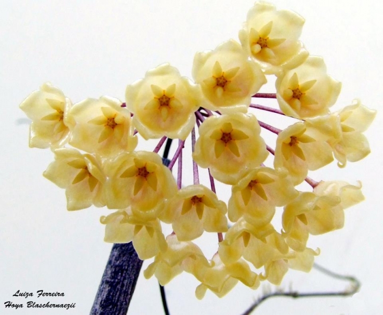 Hoya blashernaezii