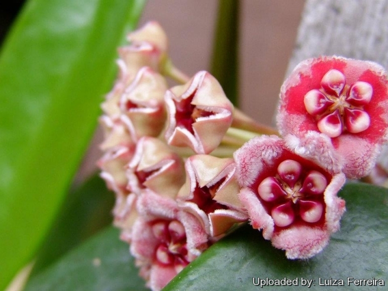 Hoya meliflua