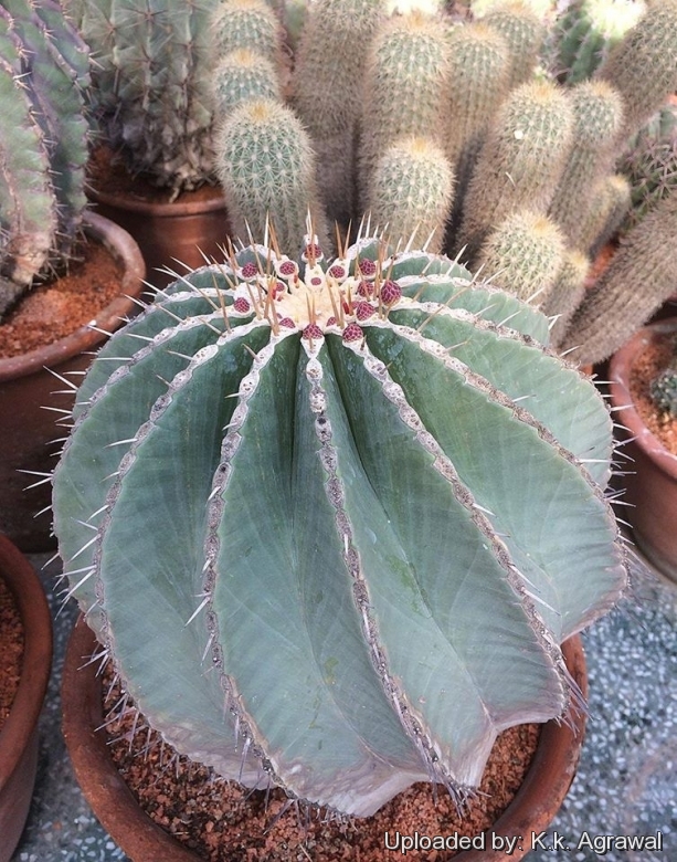 Ferocactus schwarziiFerocactus schwarzii  